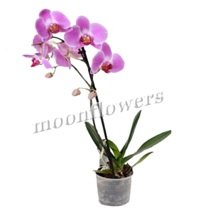 Орхидея Фаленопсис розов. 1 ствол