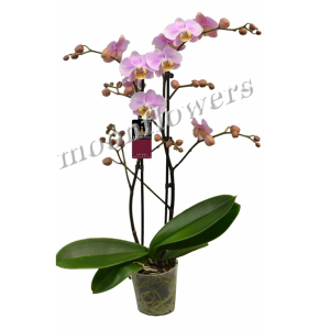 Орхидея Фаленоп. премиум 2 ств.