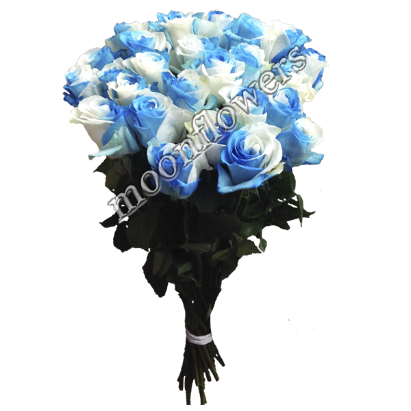 Роза Би-колор сине-белая 1 шт.