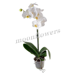 Орхидея Фаленопсис белая 1 ствол