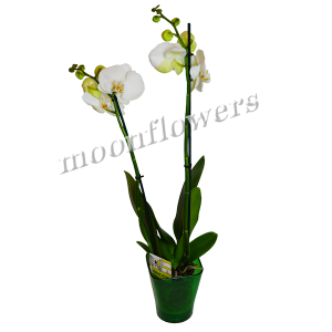 Орхидея Фаленопсис белая 2 ствола