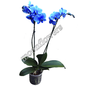 Орхидея Синяя 2 ствола