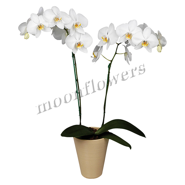 Орхидея королевская белая 2 ствола