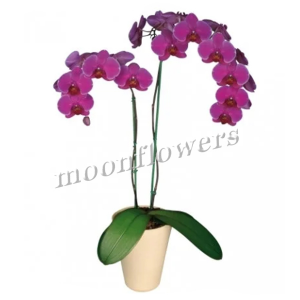 Орхидея королевская розов. 2 ствола