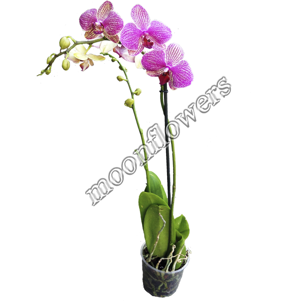 Орхидея Фаленопсис розов. 2 ствола