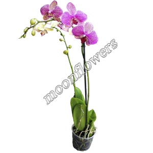 Орхидея Фаленопсис розов. 2 ствола