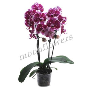 Орхидея Фаленопсис экзот. 2 ствола