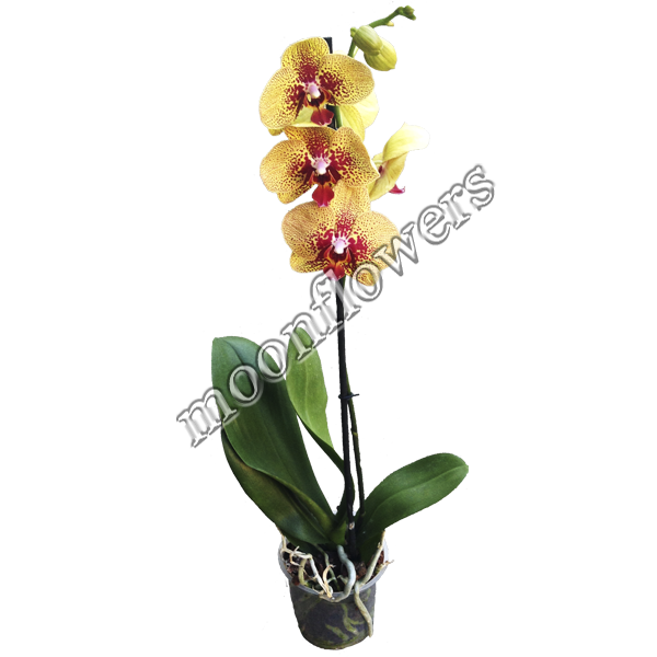 Орхидея Фаленопсис экзот. 1 ствол