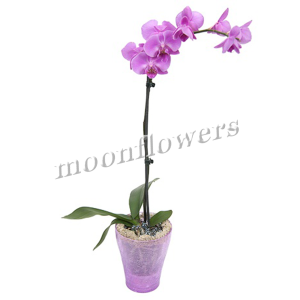 Орхидея Фаленоп. св.-роз. 1 ствол