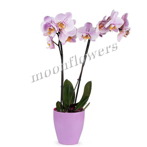 Орхидея Фаленоп. св.-роз. 2 ствола