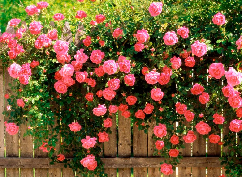 Плетистые розы: сорта, посадка и уход