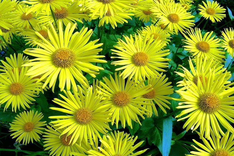 Ромашка желтая многолетняя садовая (63 фото)